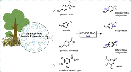 Vanadium-Containing Chloroperoxidase-Catalyzed Versatile Valorization of Phenols and Phenolic Acids