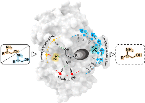 Substrate-Specific Evolution of Amine Dehydrogenases for Accessing Structurally Diverse Enantiopure (<i>R</i>)-β-Amino Alcohols