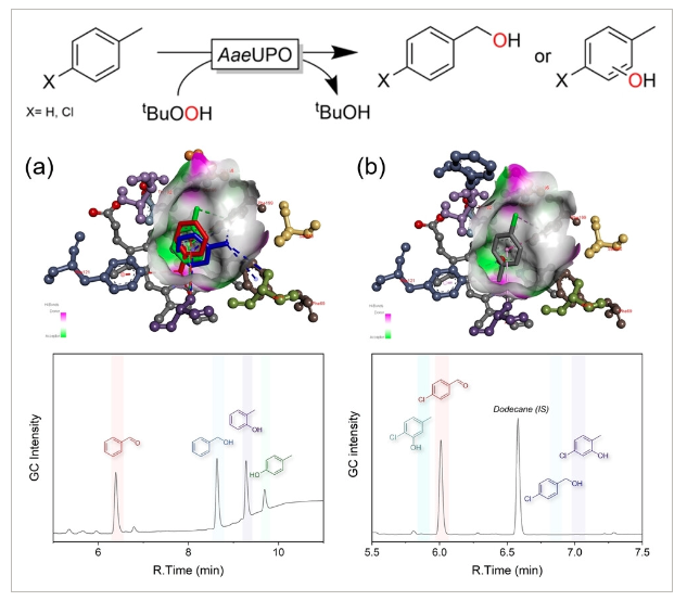 Selective Peroxygenase-Catalyzed Oxidation of Toluene Derivatives to Benzaldehydes